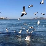 عبدالرحمان کا تصویر