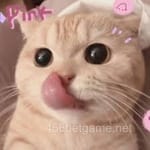 واقع جاوید کا تصویر